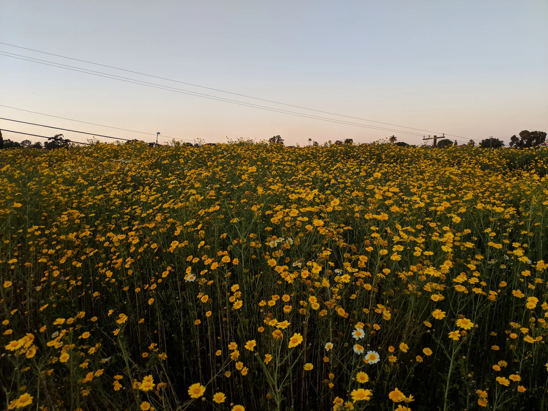 Yellow flowers on land in the Golden Hill neighborhood of San Diego.