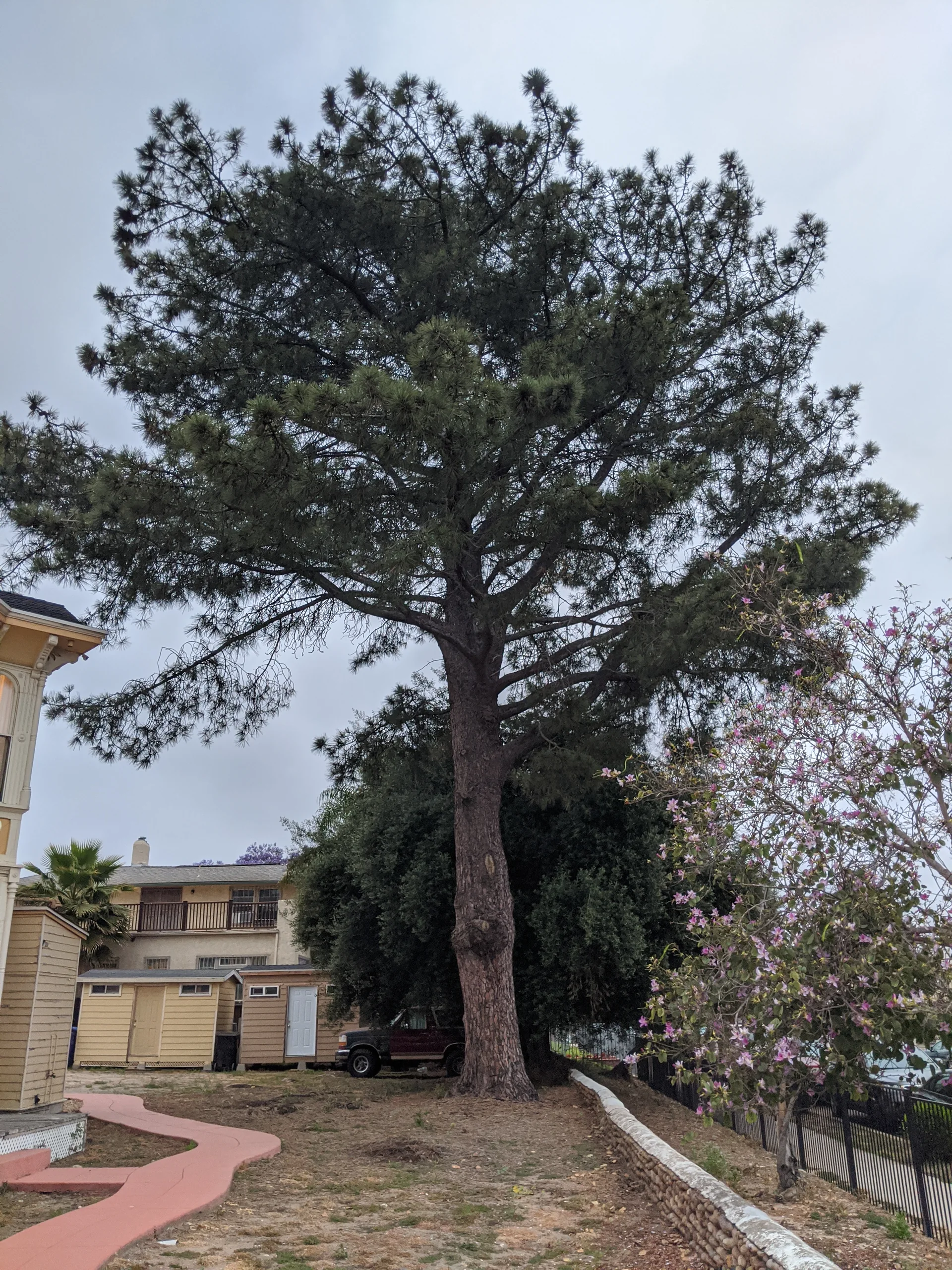 A Torrey pine beside E Street in Golden Hill, San Diego.